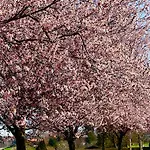 Zuhaeusl Am Chiemsee *